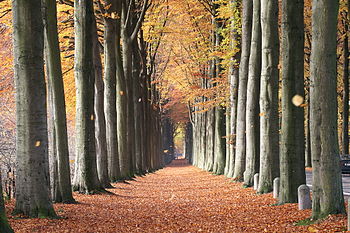 350px-Fagus sylvatica JPG2a