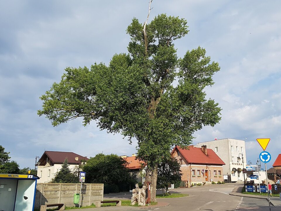 drzewo