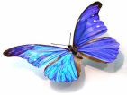 morpho